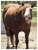 Blumento-Pferd