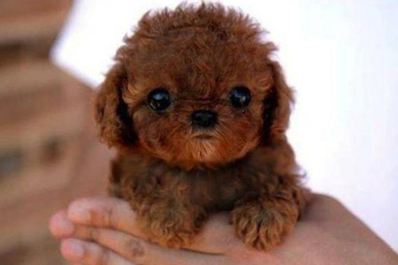 Lockiger Hundewelpe